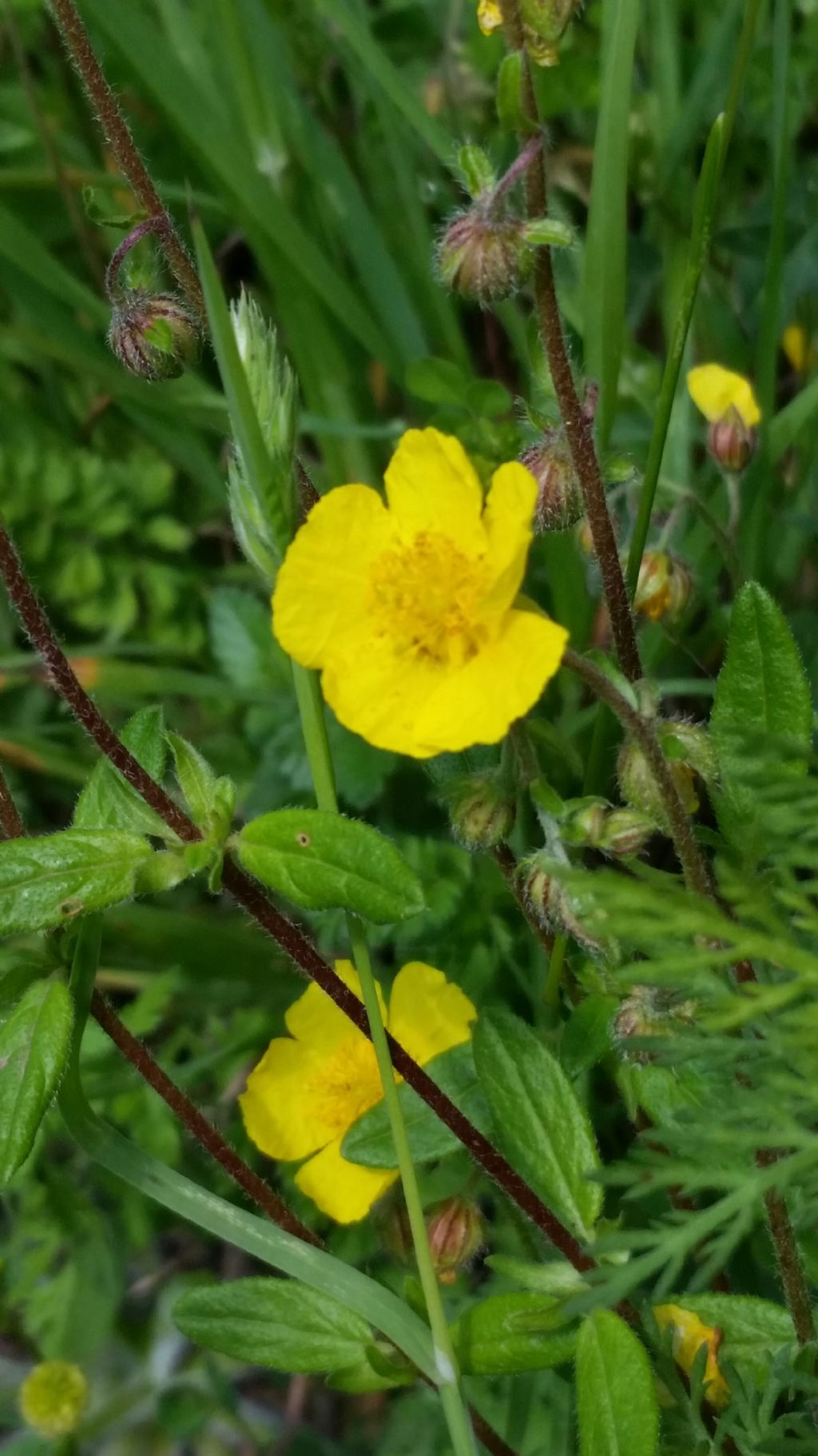 Che pianta   ?   Helianthemum sp. (Cistaceae)